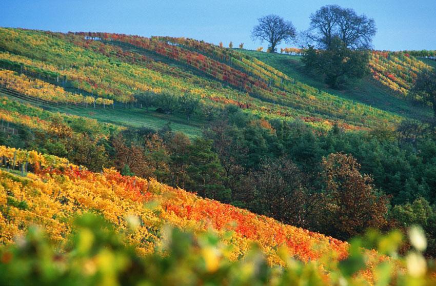 Gasthof Hotel Zum Weinberg Kohfidisch Экстерьер фото